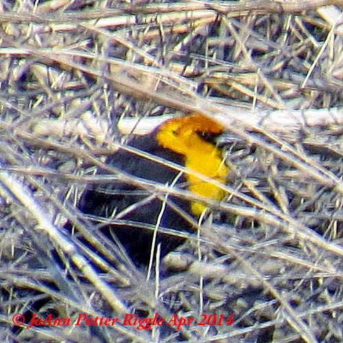 Yellow-headed Blackbird - ML45769801