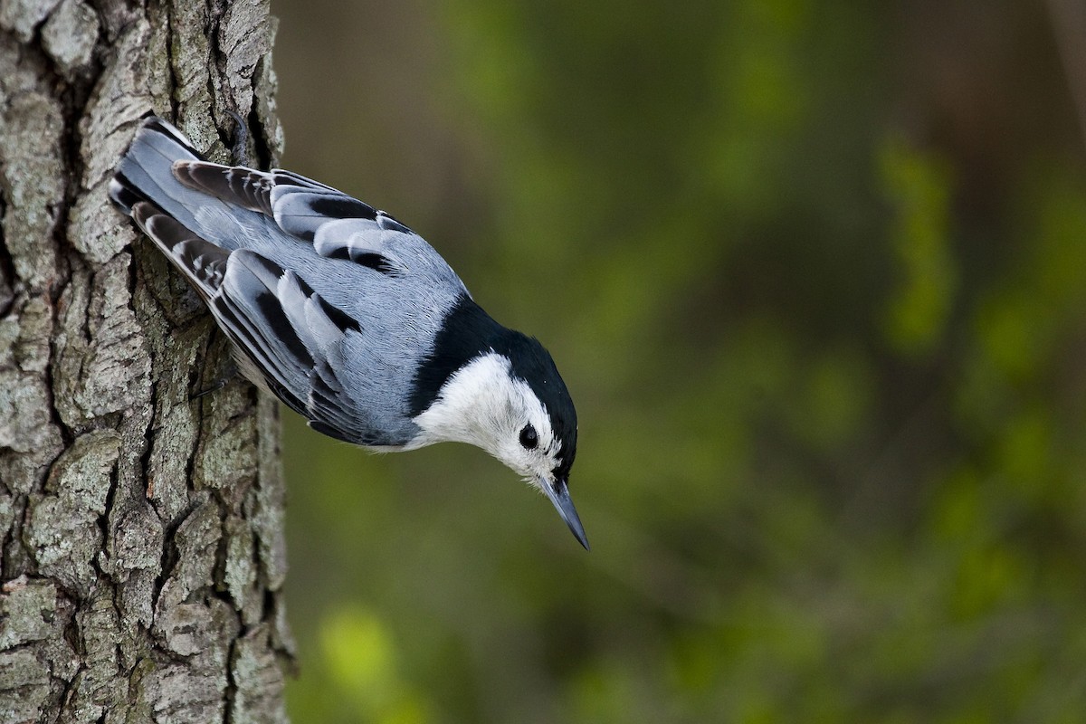 White-breasted Nuthatch - Gordon Dimmig