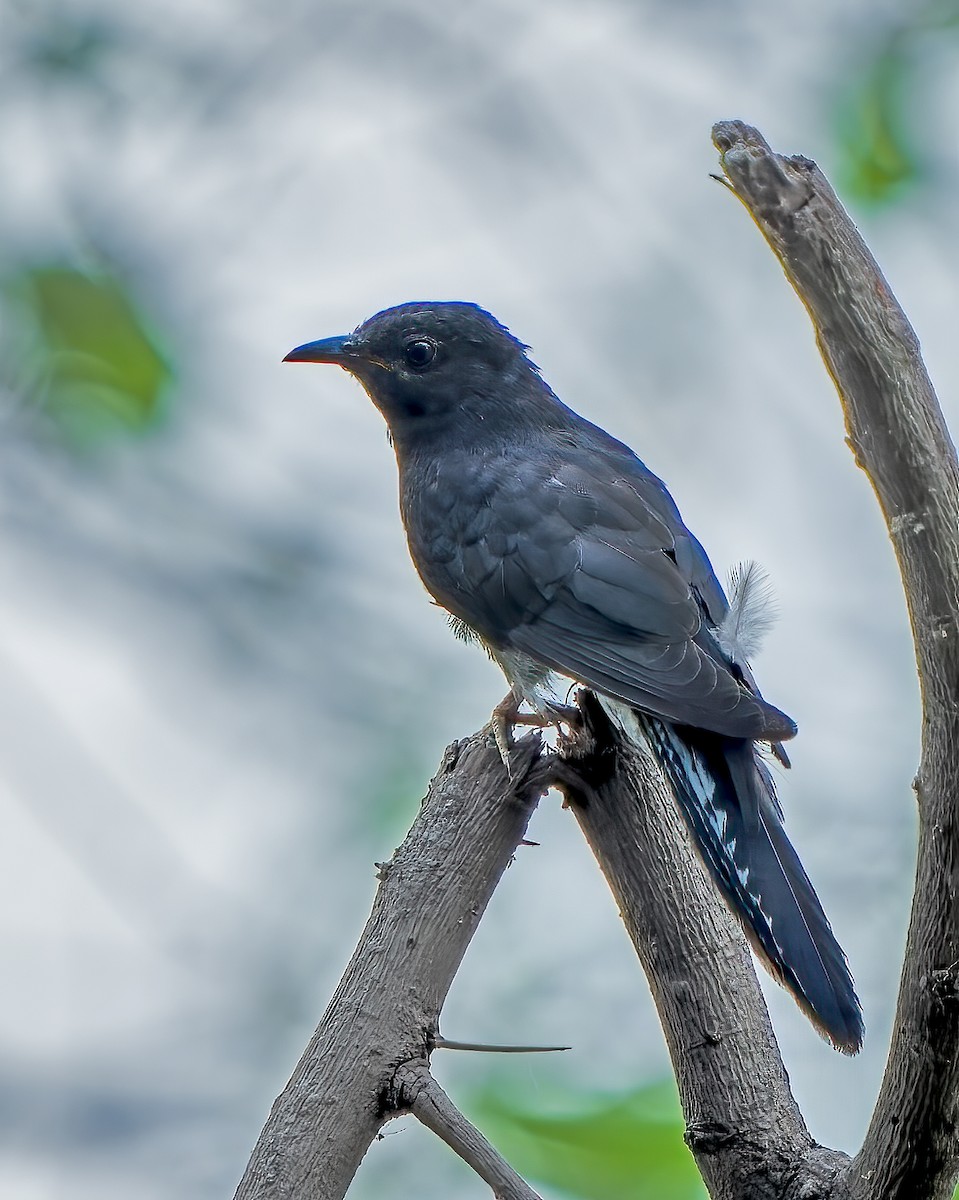 Gray-bellied Cuckoo - drdharmesh patel