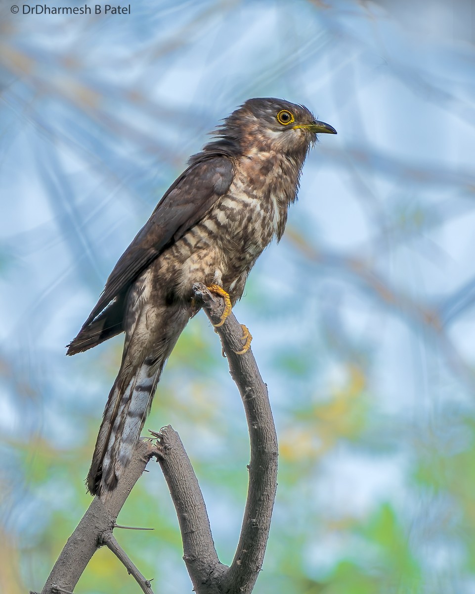 Common Hawk-Cuckoo - drdharmesh patel
