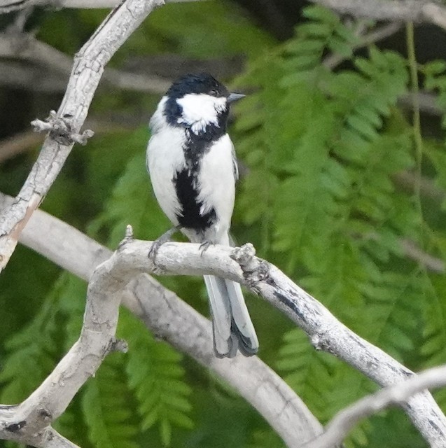 Great Tit (subspecies <em class="SciName notranslate">bokharensis</em>). - Great Tit - 