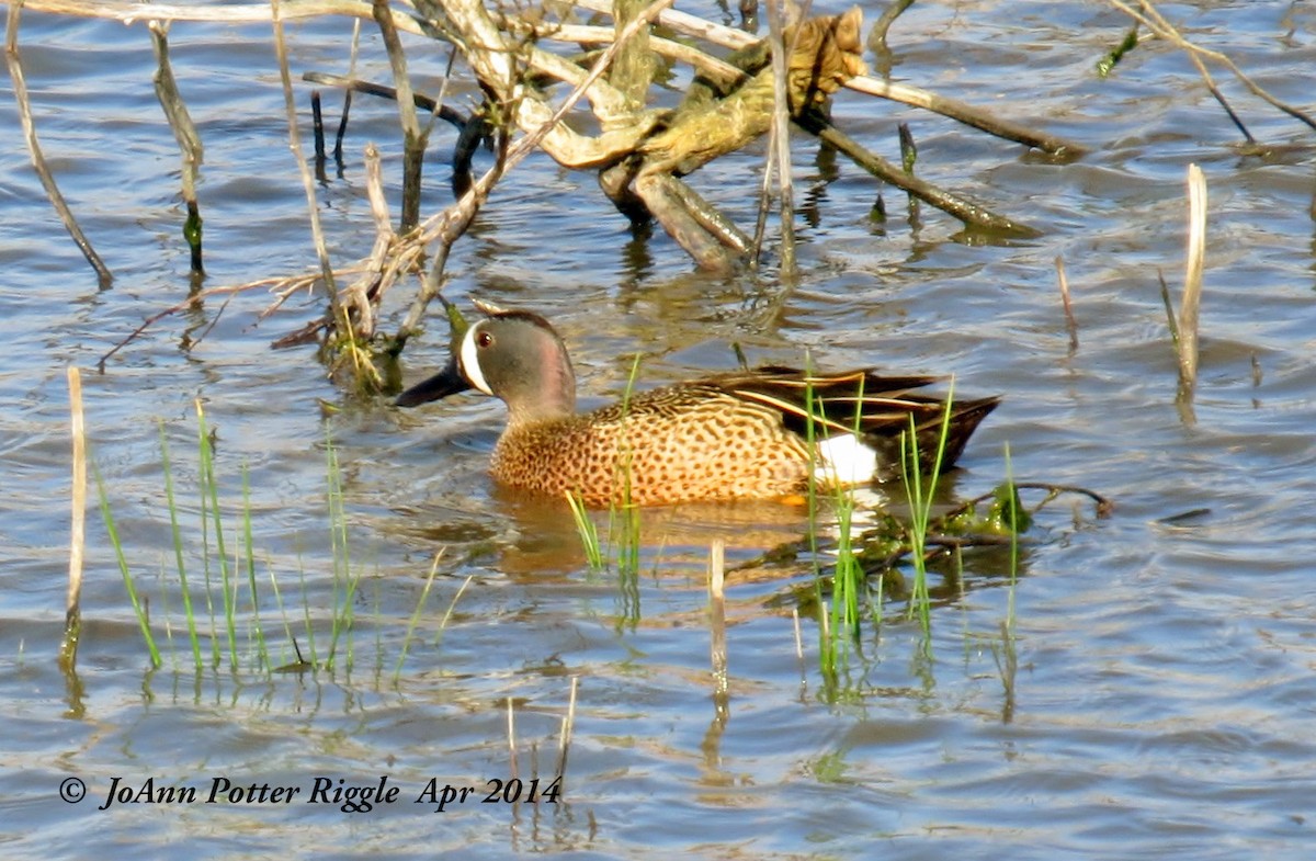 Blue-winged Teal - ML45771141
