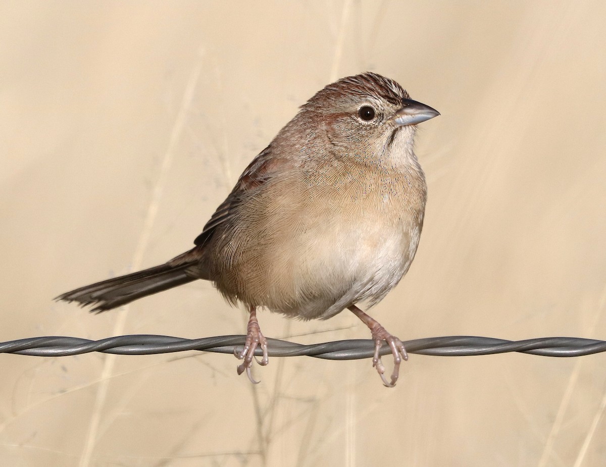 Botteri's Sparrow - ML45771181