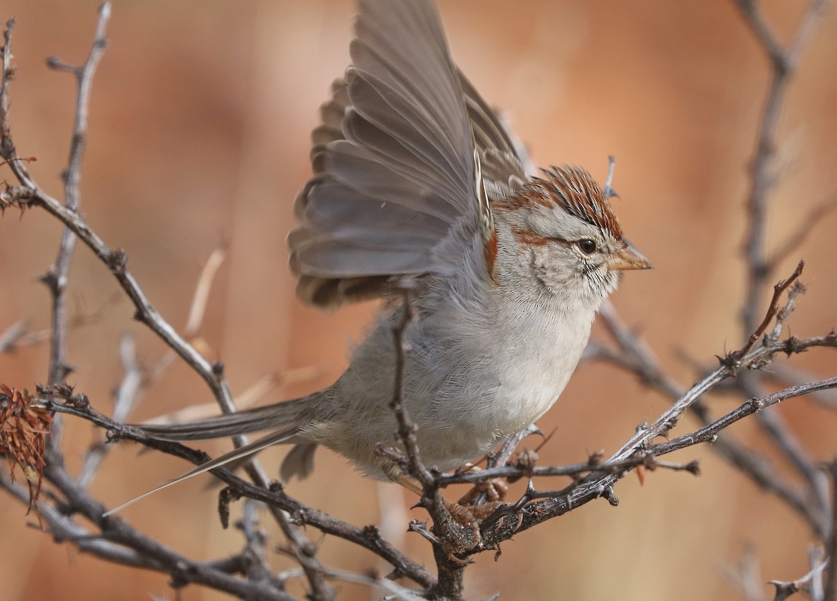 Rufous-winged Sparrow - ML45771341