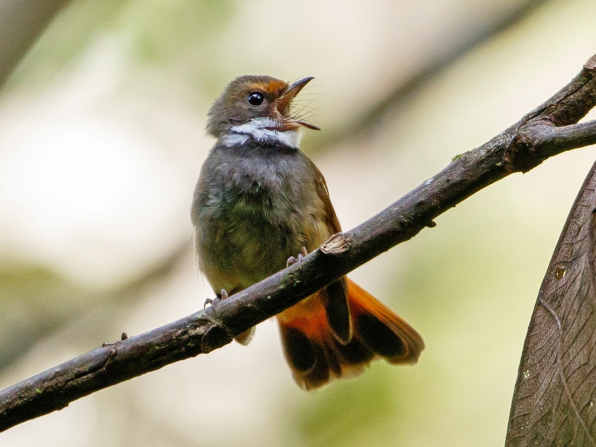 Sulawesi Fantail - Rhipidura teysmanni - Birds of the World