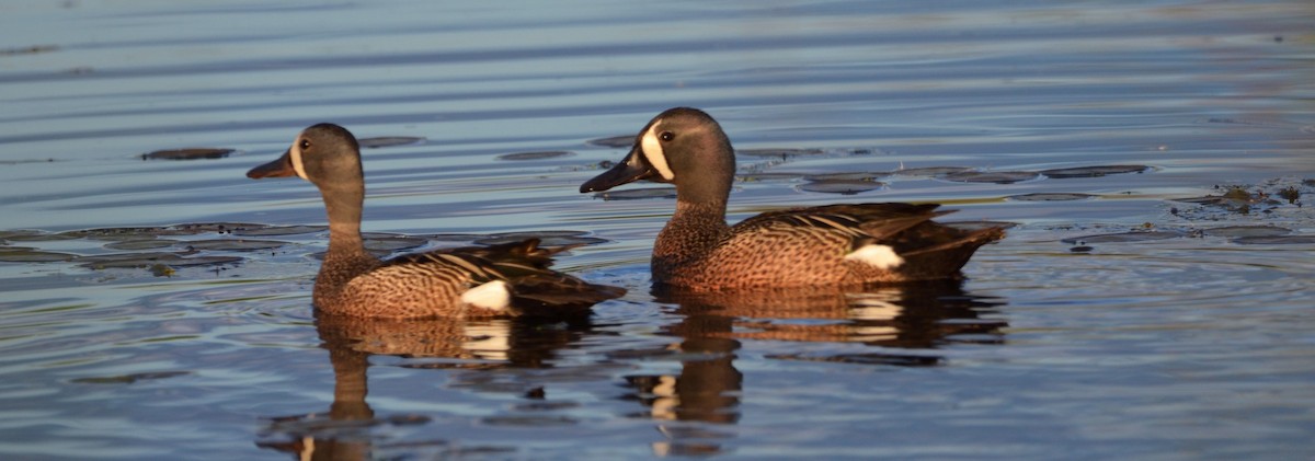 Blue-winged Teal - ML457713611