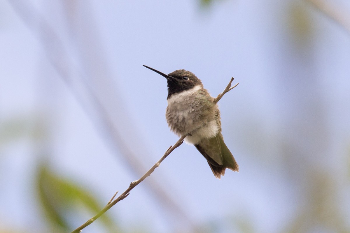 Black-chinned Hummingbird - ML457713911