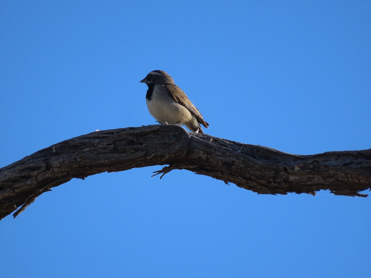 Black-throated Sparrow - ML457716561