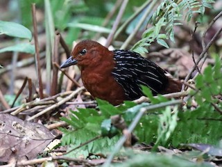  - White-striped Forest-Rail