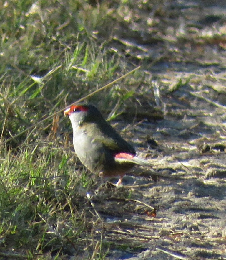Red-browed Firetail - ML457726291