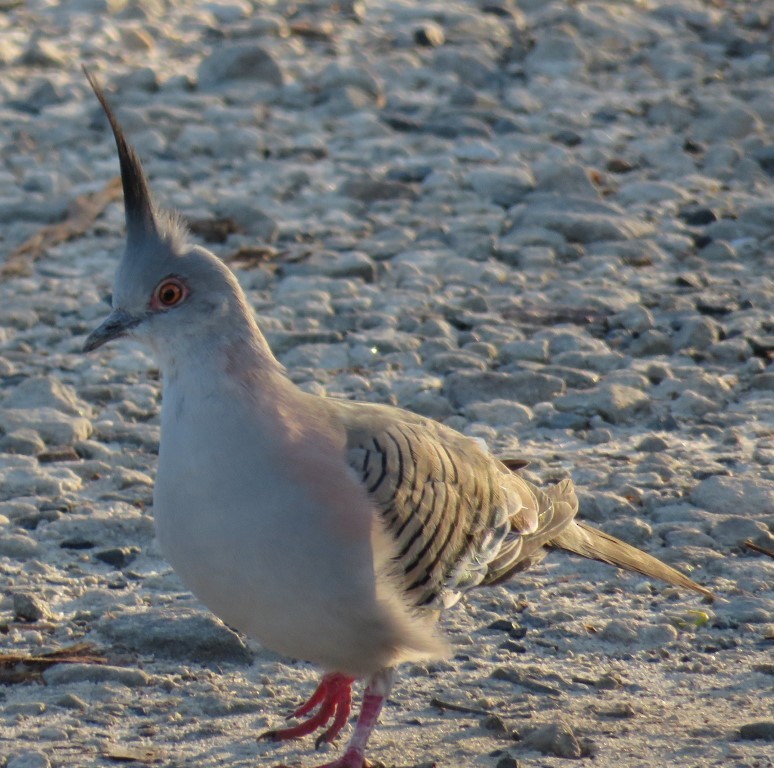 Crested Pigeon - ML457726711