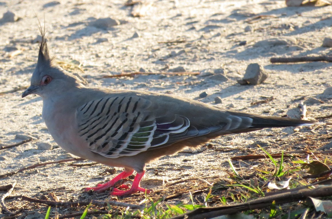 Crested Pigeon - ML457726721
