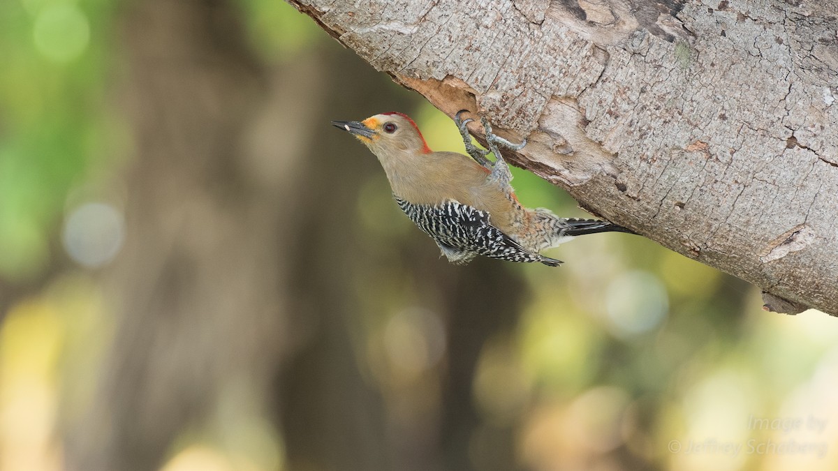Yucatan Woodpecker - Jeff Schaberg