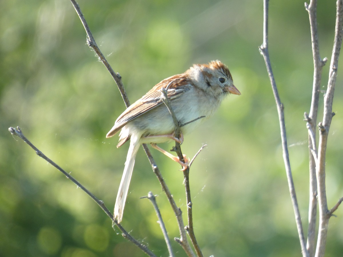 Field Sparrow - ML457737971