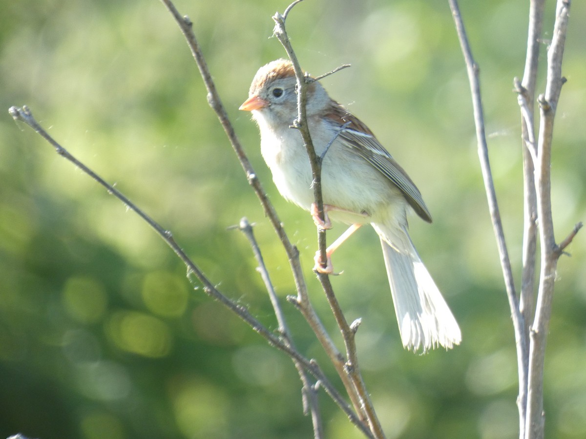 Field Sparrow - David Riddle