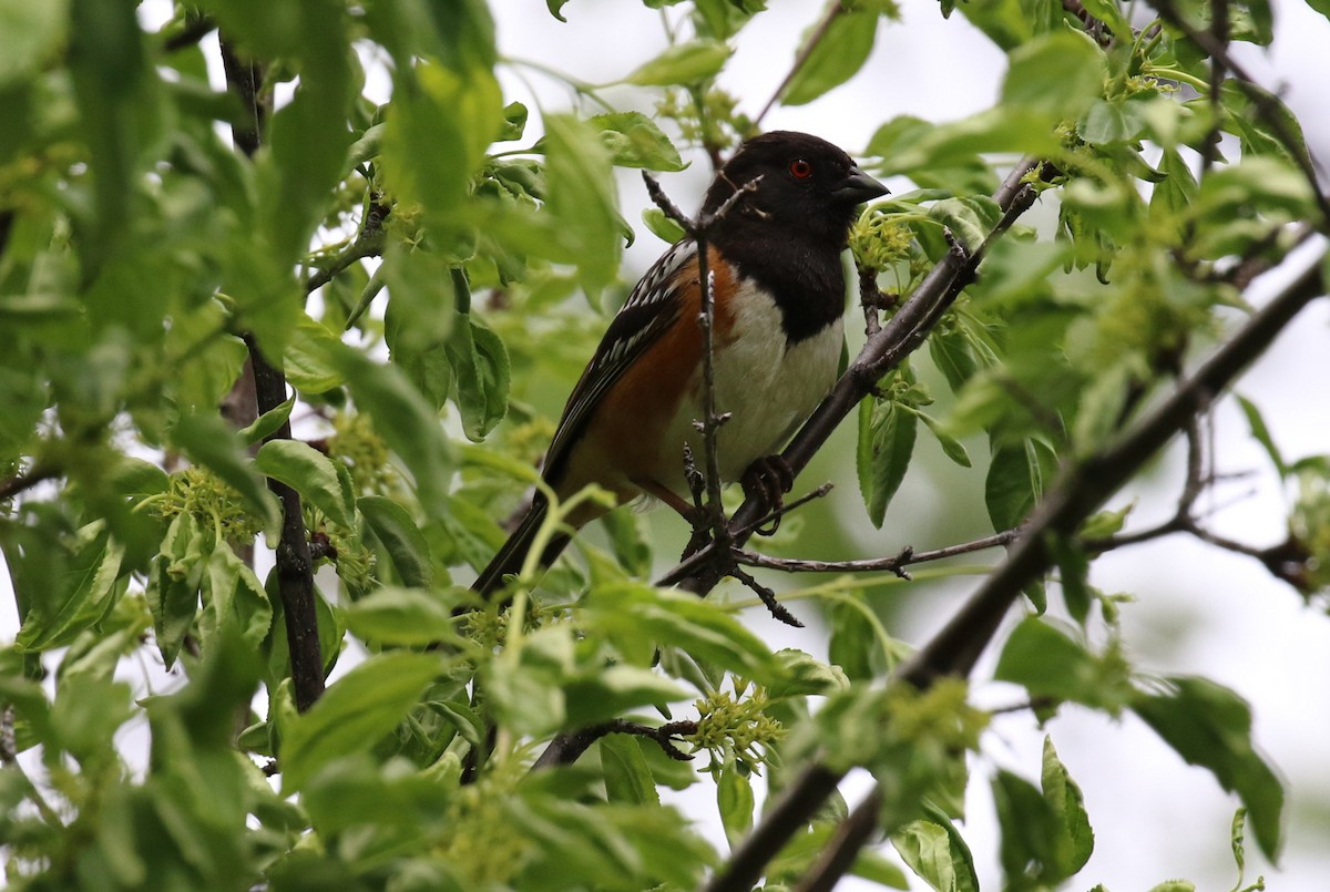 Spotted Towhee - ML457749291