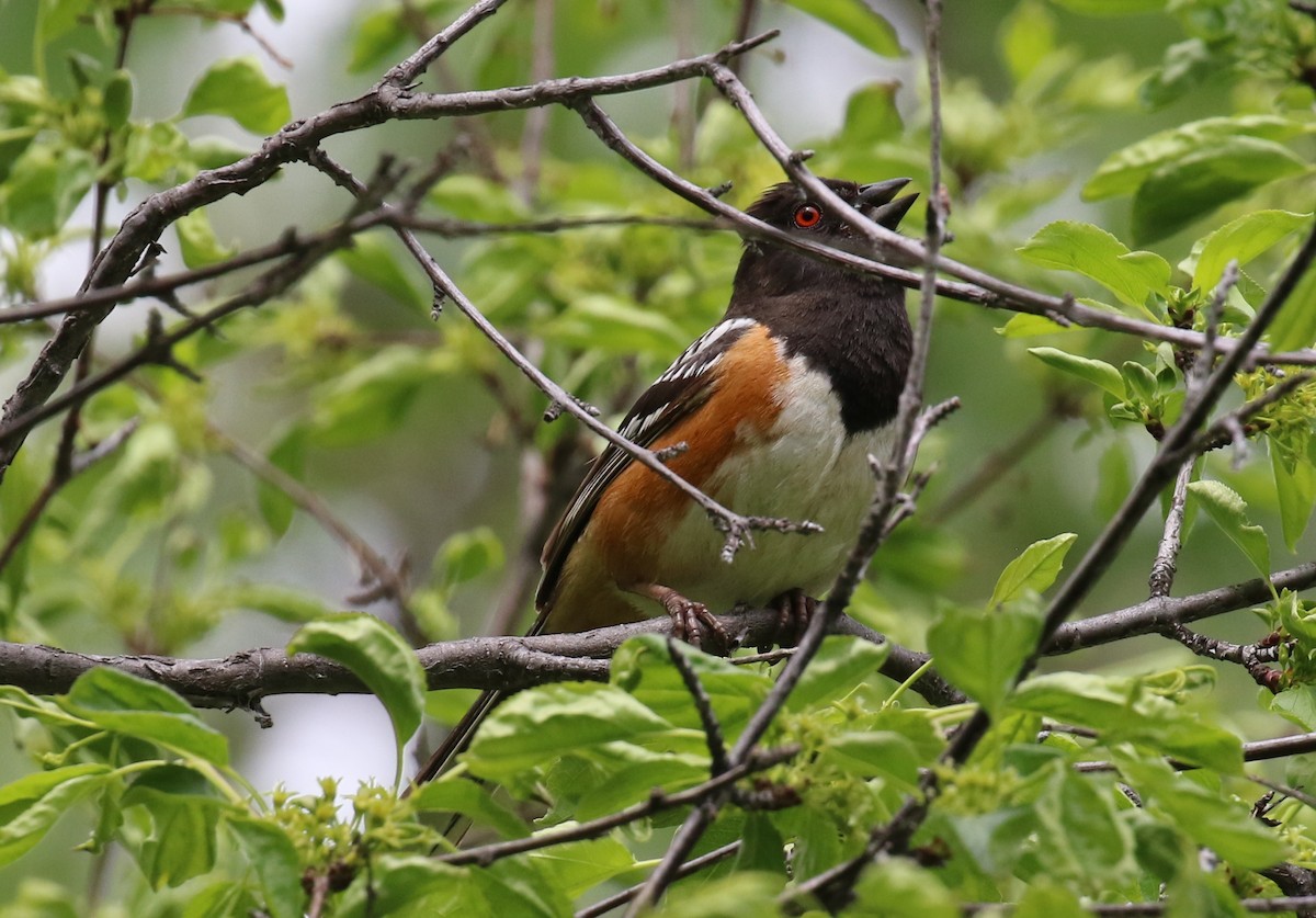 Spotted Towhee - ML457749301