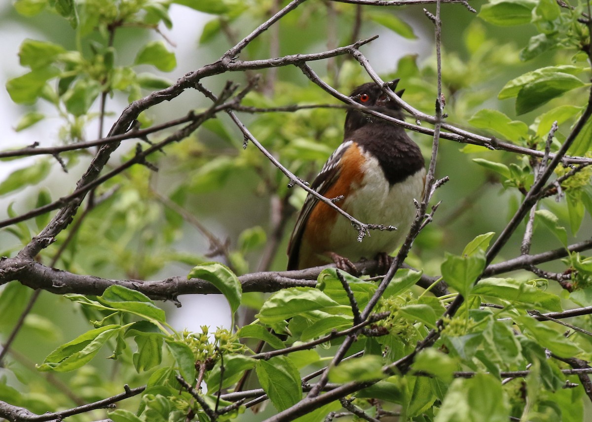 Spotted Towhee - ML457749321