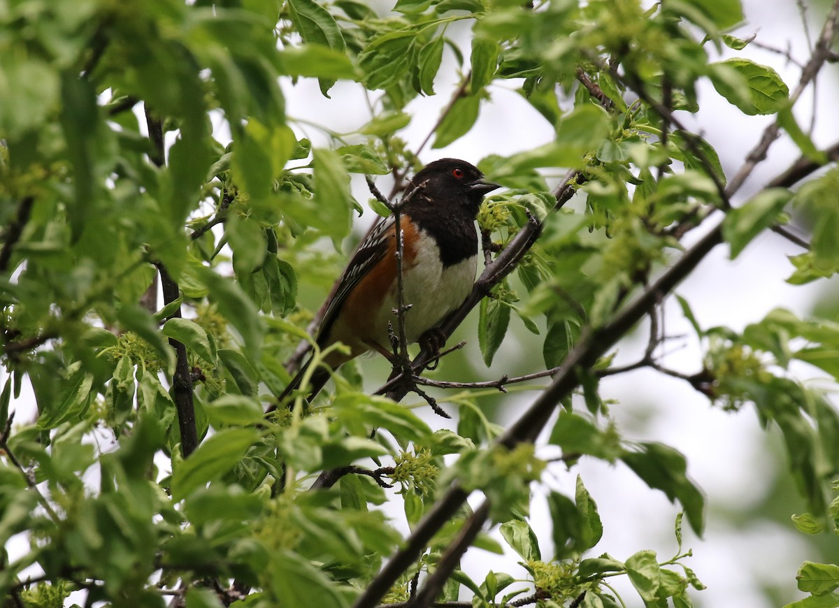 Spotted Towhee - ML457749331