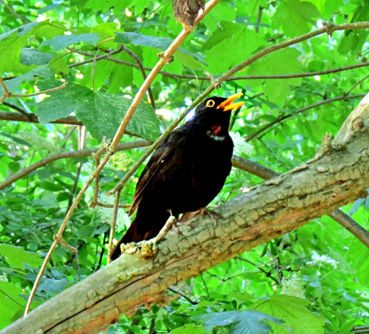 Eurasian Blackbird - ML457760861