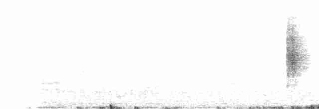 White-banded Mockingbird - ML457761571