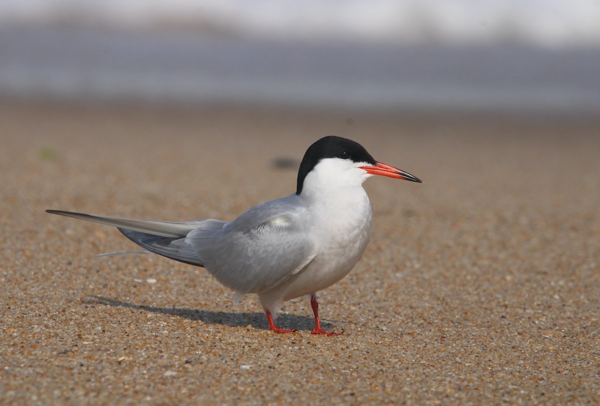 Common Tern - Keith Leonard
