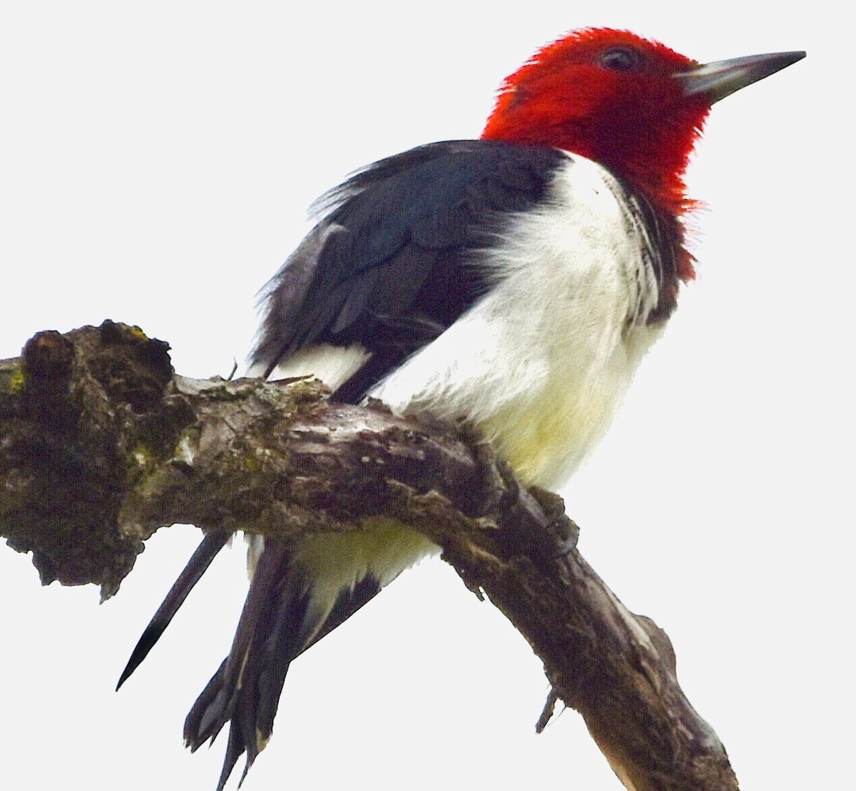 Red-headed Woodpecker - ML457770321