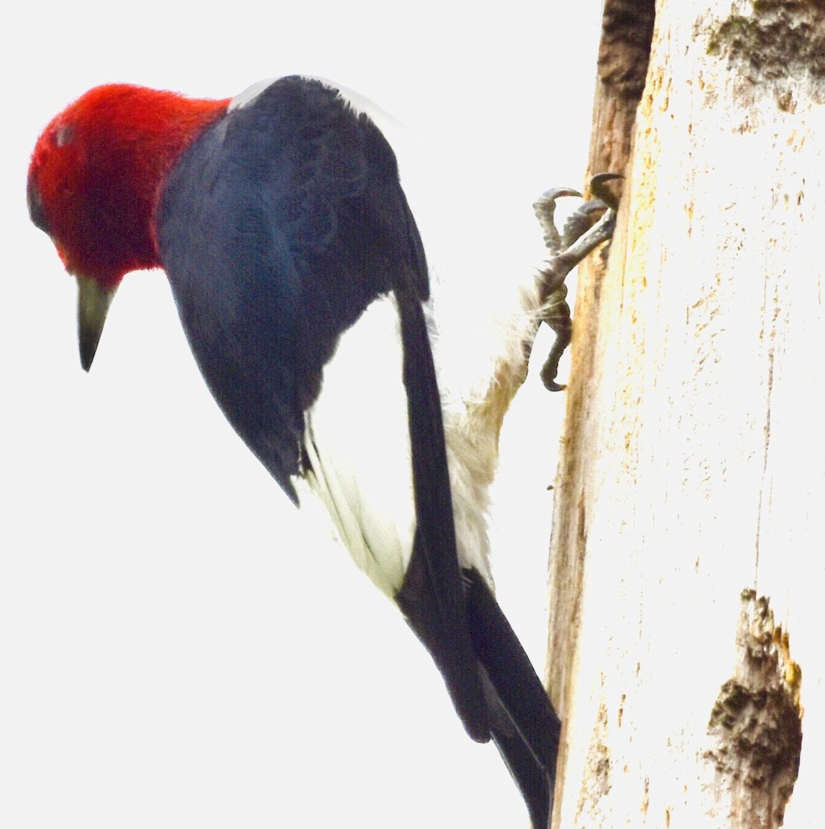 Red-headed Woodpecker - ML457770401