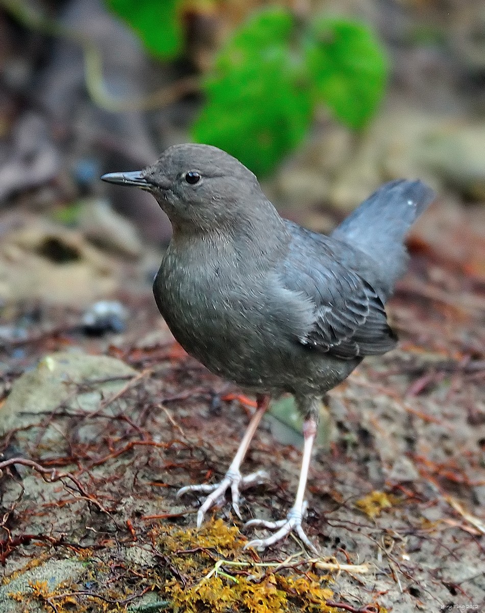 American Dipper - Jerry Ting