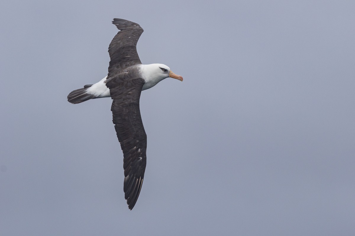 Black-browed Albatross (Campbell) - ML457773051