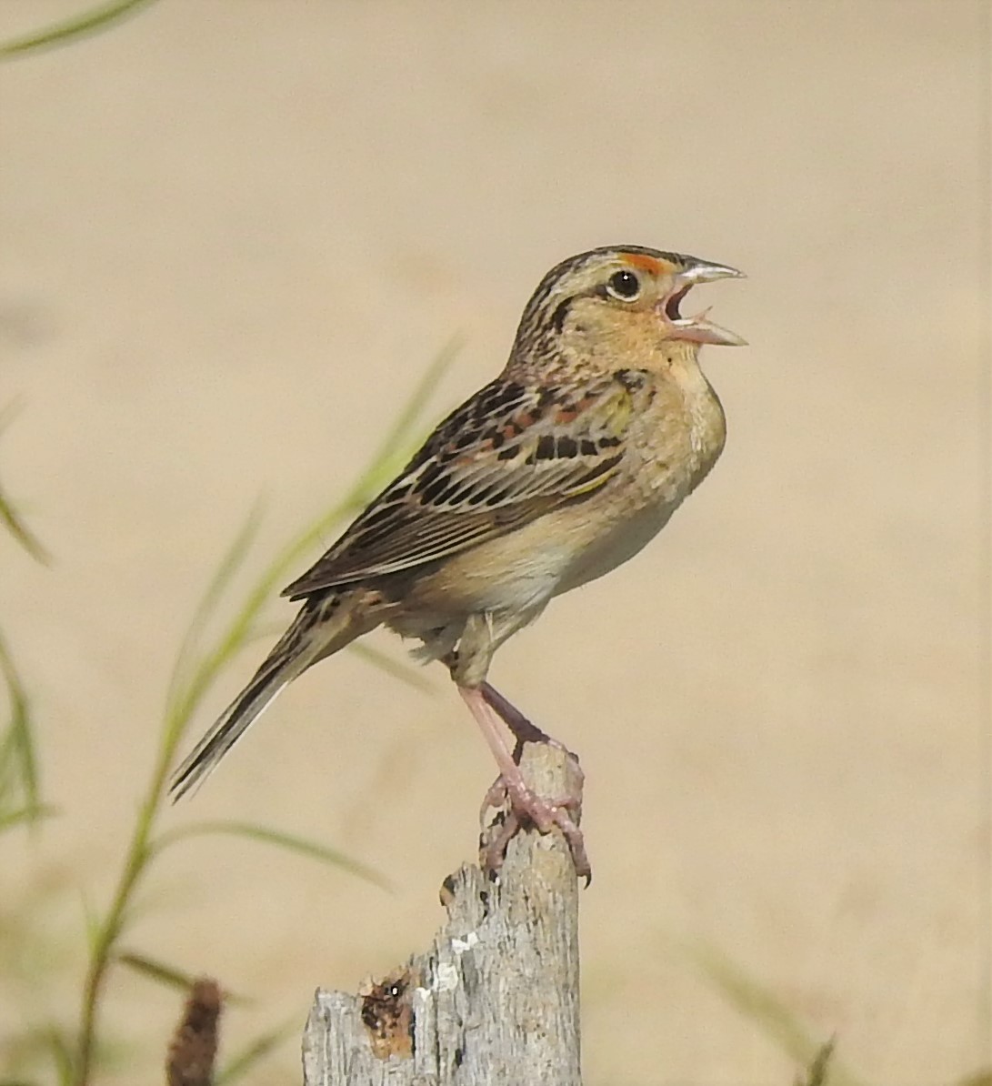 Grasshopper Sparrow - ML457773921