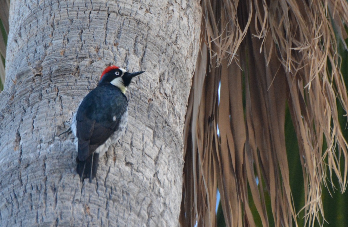 Acorn Woodpecker - Nancy Miller