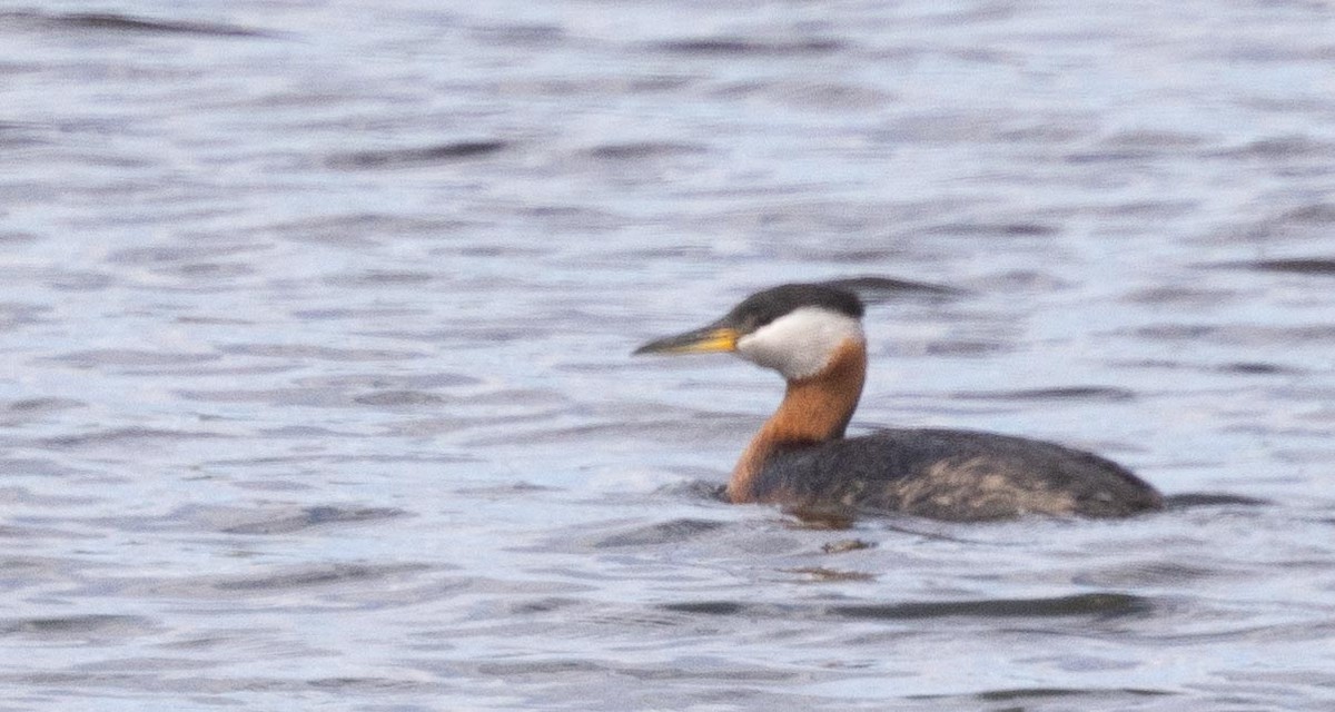 Red-necked Grebe - ML457774311