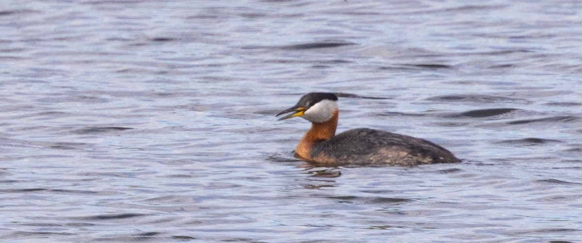Red-necked Grebe - ML457774321