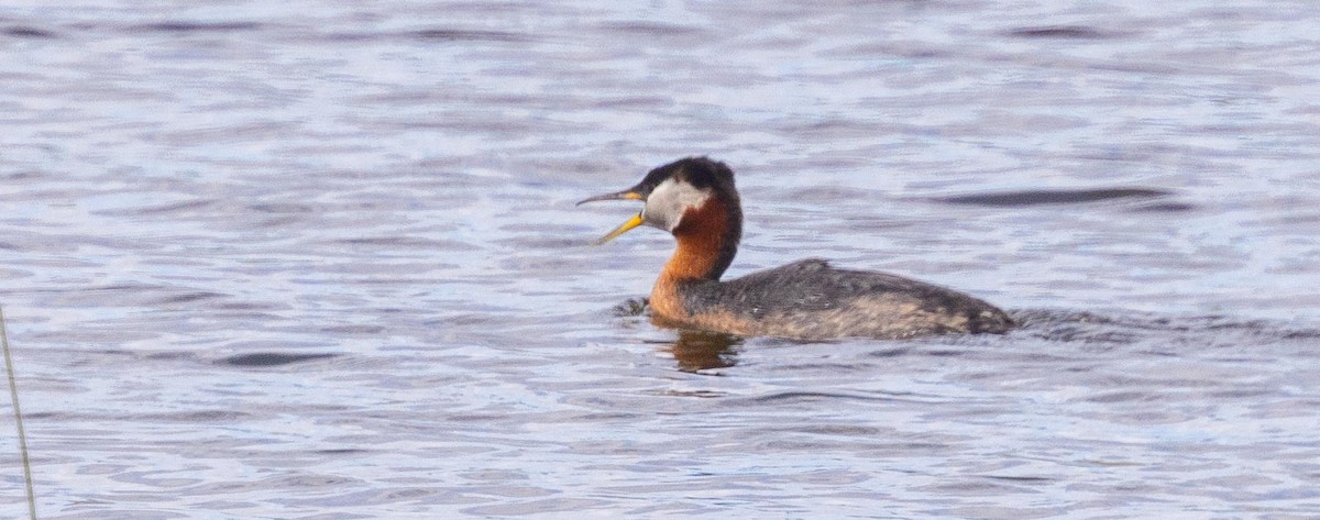 Red-necked Grebe - ML457774331