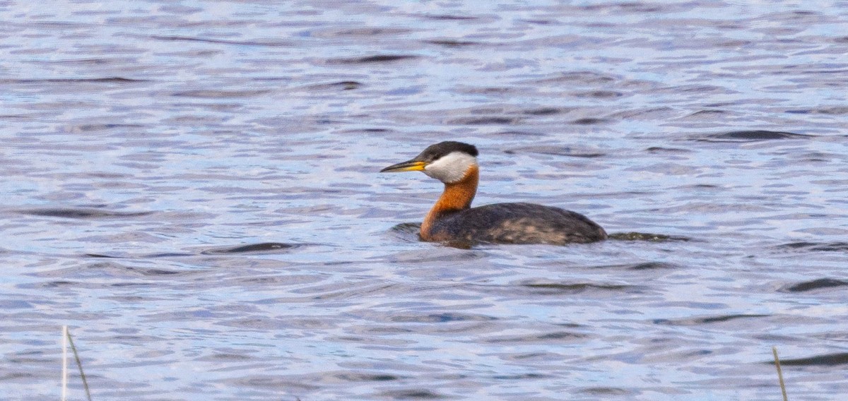 Red-necked Grebe - ML457774341
