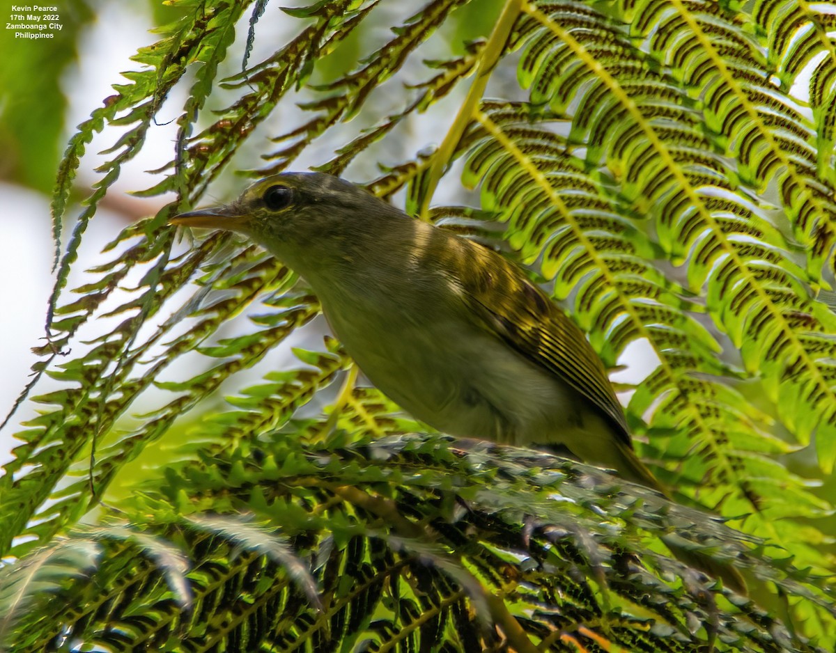 Mosquitero de Mindanao - ML457786061