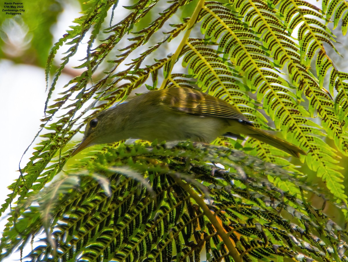 Philippine Leaf Warbler - ML457786191