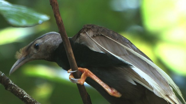Standardwing Bird-of-Paradise - ML457799