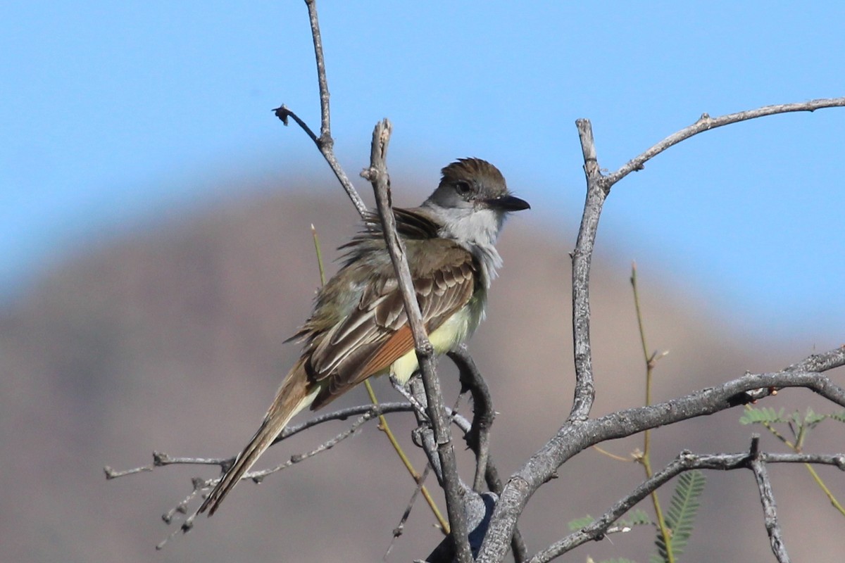 Brown-crested Flycatcher - Ryan Dick