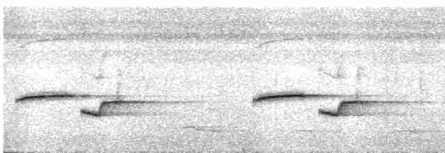 Troglodyte balafré - ML457802131