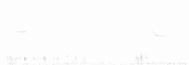 Breitspiegel-Nachtschwalbe (atripunctata) - ML457803261