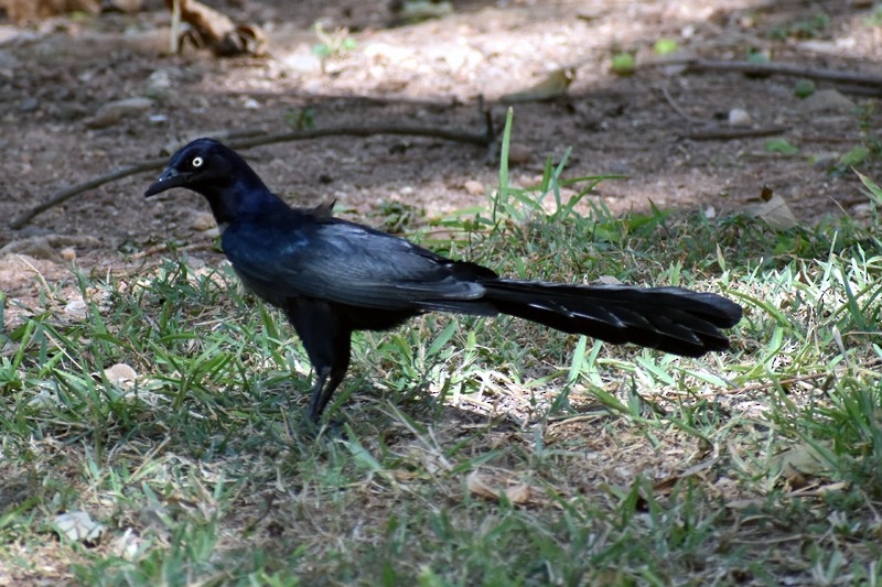 Great-tailed Grackle - ML457803701