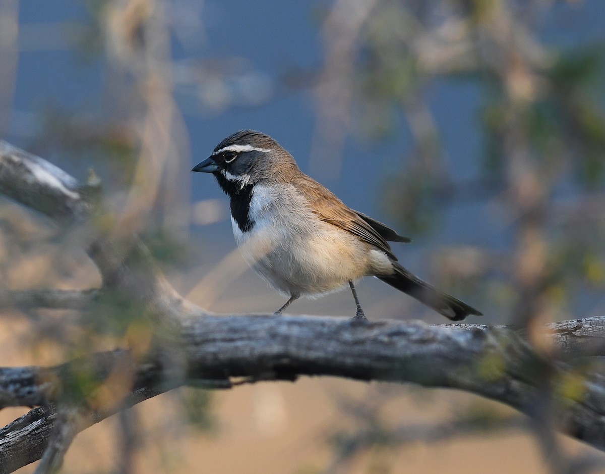 Black-throated Sparrow - ML457809051