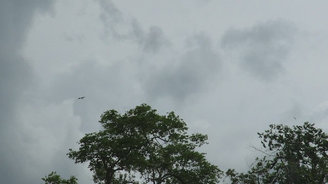 Swallow-tailed Kite - ML457809371