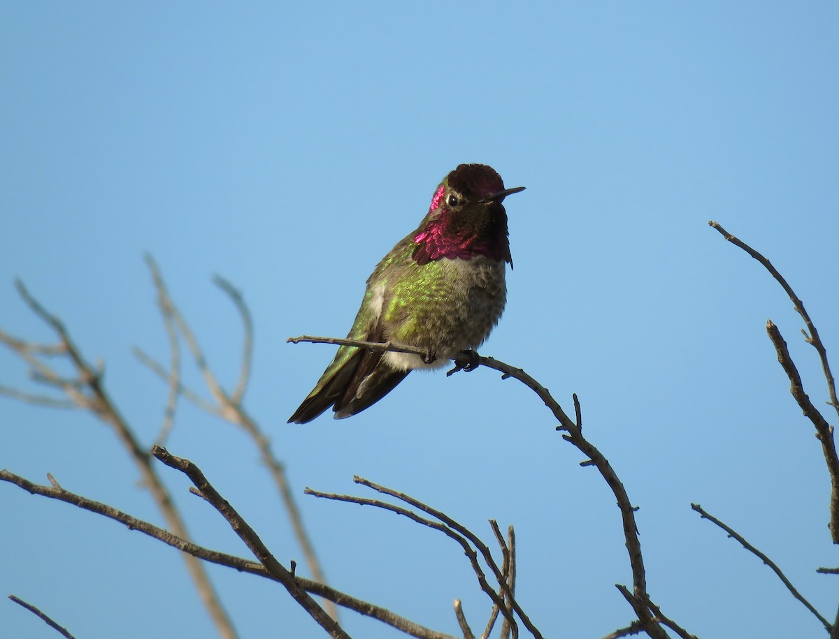 Anna's Hummingbird - ML45781061