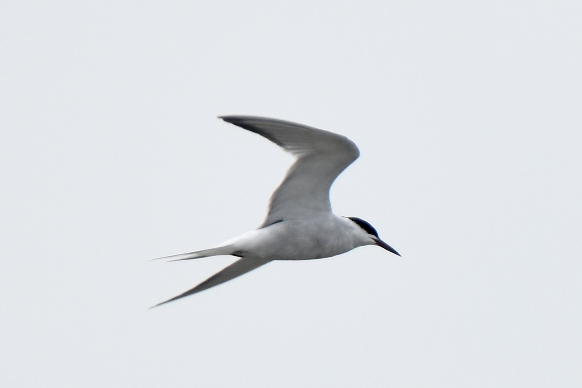 Common Tern - ML457812361