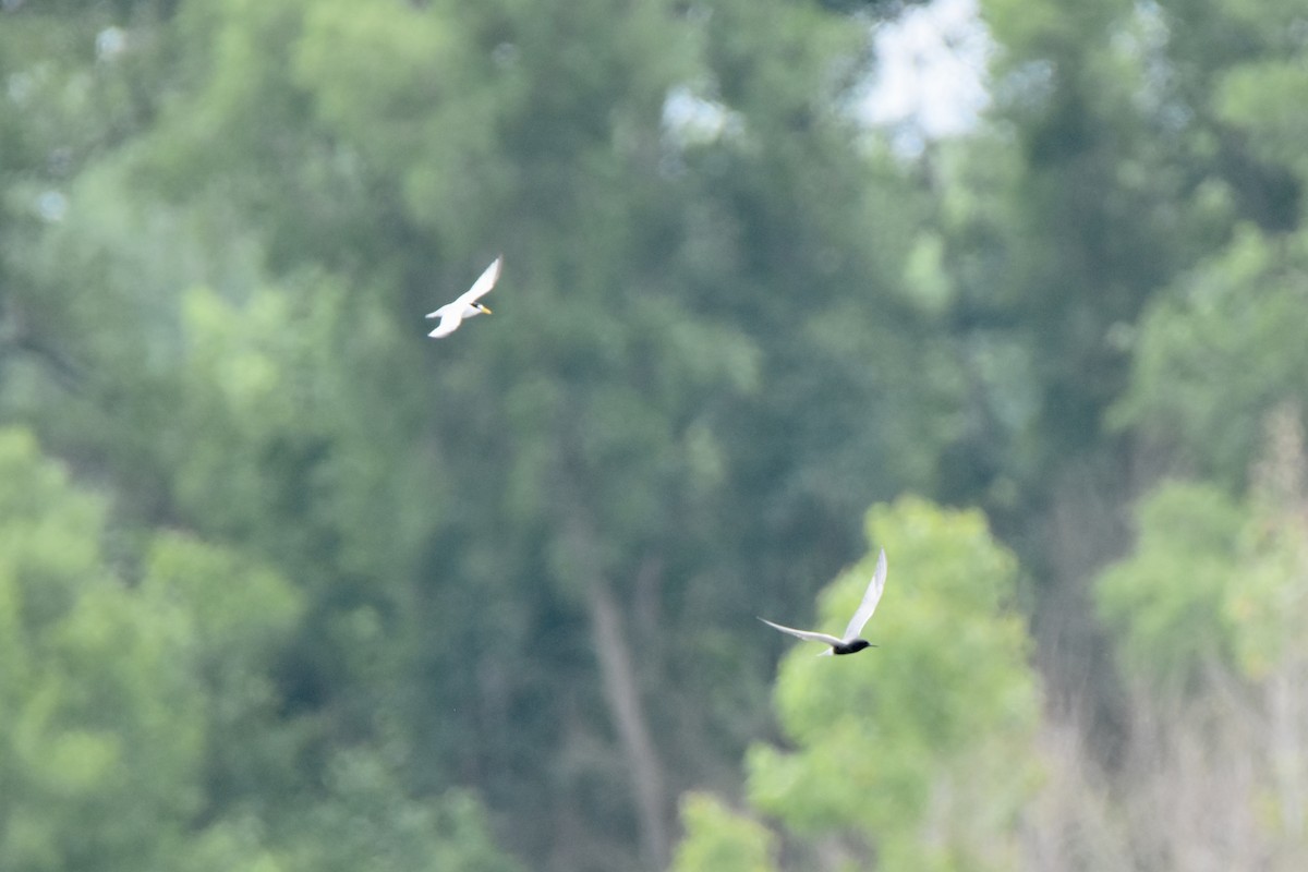 eBird Checklist 8 Jun 2022 Eagle Bluffs CA 56 species (+3 other taxa)
