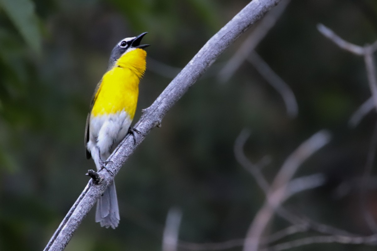 Yellow-breasted Chat - Michael Stremciuc