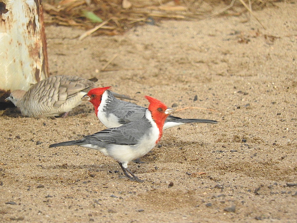 Red-crested Cardinal - ML457823341